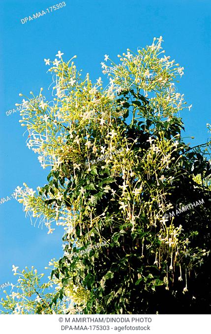 Flowering cork tree millingtonia hortensis bignoniaceae at , Coimbatore , Tamil Nadu India