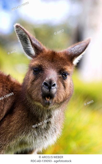 Western Grey Kangaroo Kangaroo Island South Australia Macropus fuliginosus Kangaroo Island Kangaroo Black-faced Kangaroo