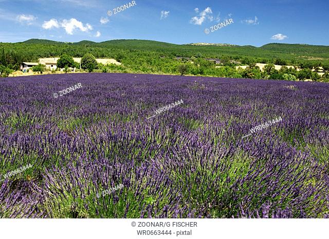 Anbau von Lavendel, Provence, Frankreich
