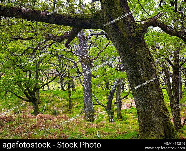 europe, republic of ireland, county mayo, holm oak forest near westport
