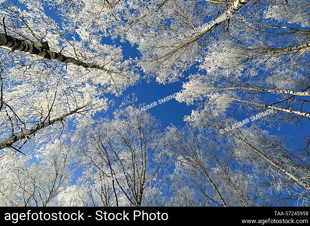 Russia. A view of snow-covered birches and the blue sky. Vladimir Smirnov/TASS