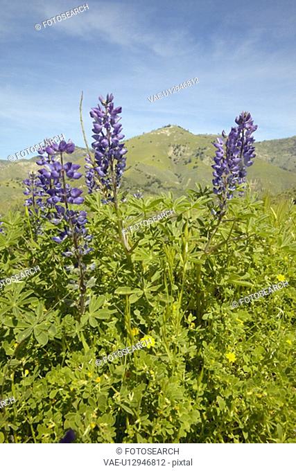 Purple lupine and green grass