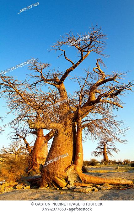 Baobabs (Adansnia digitata), Kubu isalnd, in the south west of Sowa Pan, Makgadikgadi pans, Botswana, Africa