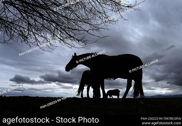 23 February 2023, Bavaria, Bernbeuren: Horses grazing on a meadow on the edge of the Alps under the thickly clouded sky. Photo: Karl-Josef Hildenbrand/dpa