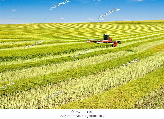 Swathing high yield canola field, near Bruxelles, Manitoba, Canada