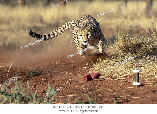 Cheetah (Acinonyx jubatus) [Captive] chasing lure for exercise - AfriCat Foundation, Okonjima Nature Reserve, Namibia, Africa
