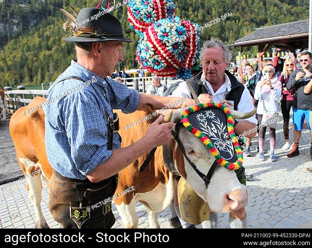02 October 2021, Bavaria, Schönau am Königssee: A cow decorated with ribbons wreaths and bell is prepared for its crossing over the Königssee
