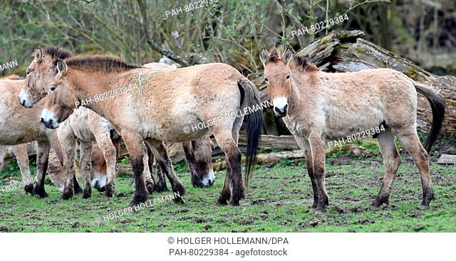 Przewalski's horses seen in an outdoor enclosure at Wisentgehege (lit. bison enclosure) near Springe, Germany, 08 April 2016