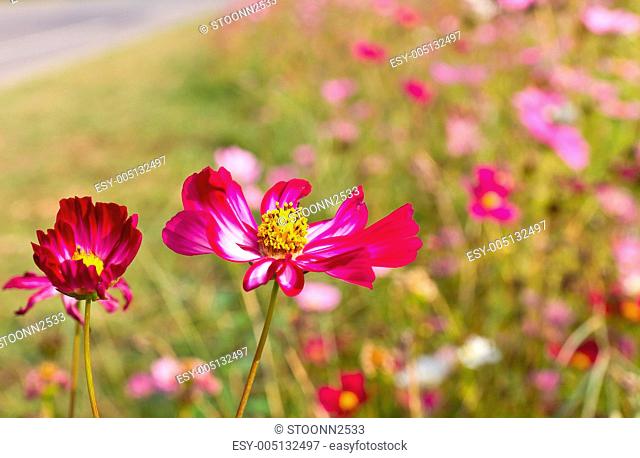 Red Cosmos flowers