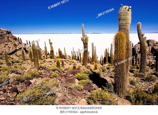 Giant Cardon Cacti (Echinopsis atacamensis) in front of a salt lake, Isla del Pescado, Incahuasi, Uyuni, Bolivia, South America
