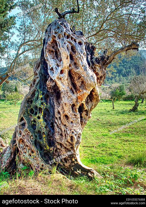 Old olive tree in the park. Very interesting trunk with holes and textured bark