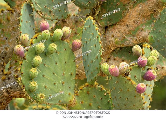 Prickly pear cactus (Opuntia spp.) Paddles with ripening fruit, Rio Grande City, Texas, USA