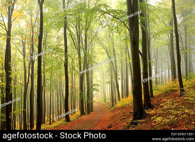 Path among beech trees through an autumn forest in a misty rainy weather, Bischofskoppe Mountain, October, Poland