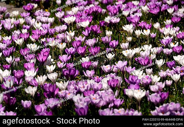 10 March 2022, Saxony, Chemnitz: Crocuses bloom in the Stadthallenpark. For central Germany, meteorologists expect sunny