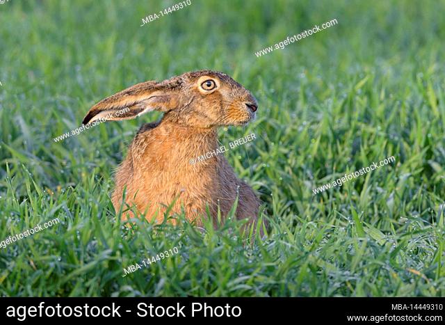 European hare (Lepus europaeus) in a grain field, April, spring, Hesse, Germany