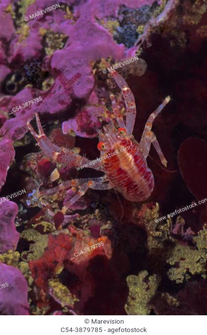 Spinous Squat Lobster (Galathea strigosa). Eastern Atlantic. Galicia. Spain. Europe