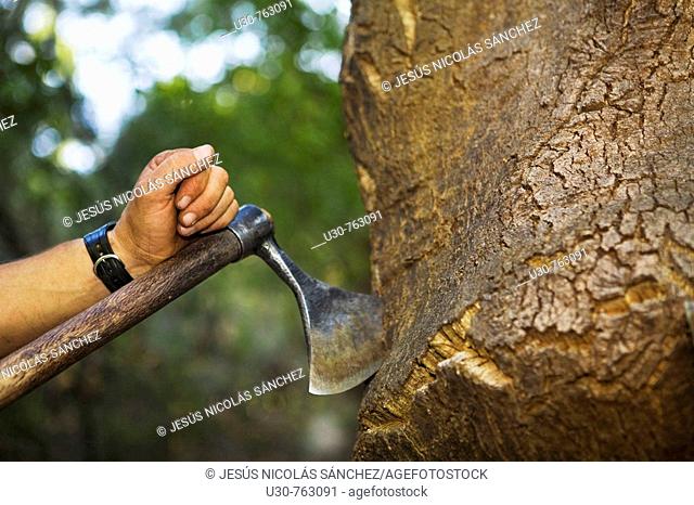 Extraction of the cork from the cork oak, Quercus suber. Valle de Las Batuecas, Batuecas Natural Park of the Sierra de France, Salamanca, Castilla y Leon, Spain