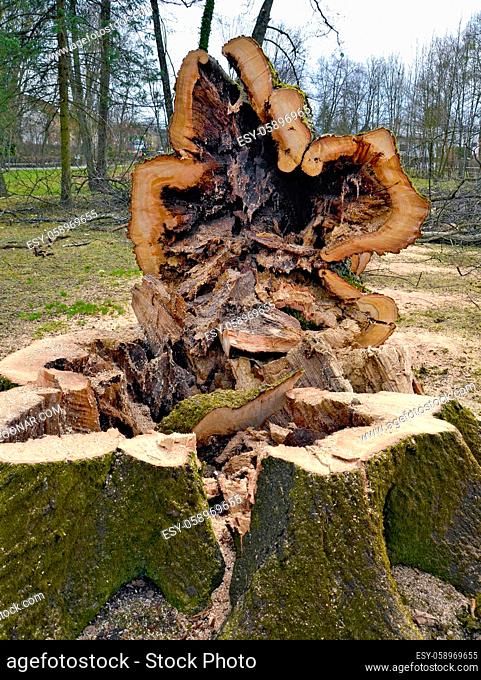 Umgeschnittener hohler Baum im Auwald von Tulln; cut down hollow tree in a riparian forest of Tulln