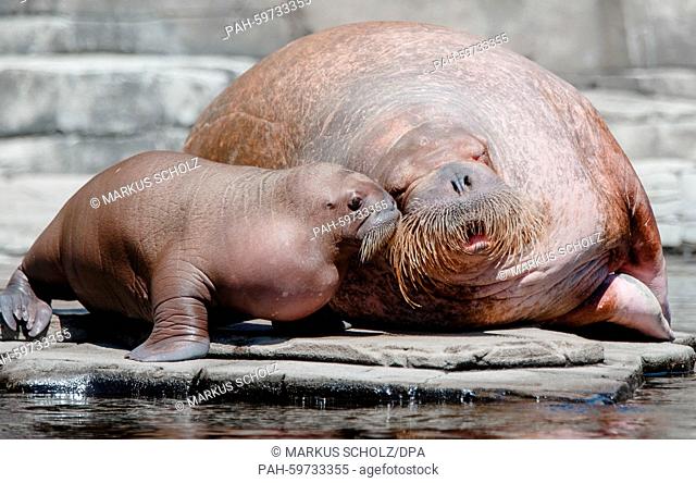 The second walrus baby (L) born in a German zoo explored its open-air enclosure in the zoo Hagenbeck for the first time in Hamburg, Germany, 02 July 2015