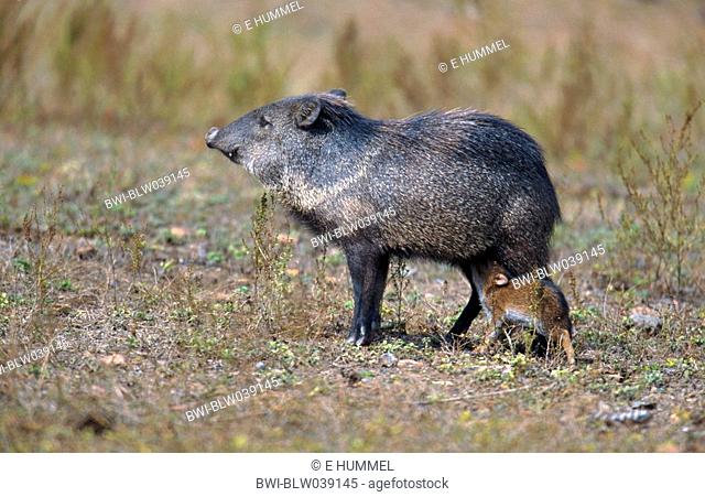 collared peccary Tayassu tajacu, mother with youngs, suckling