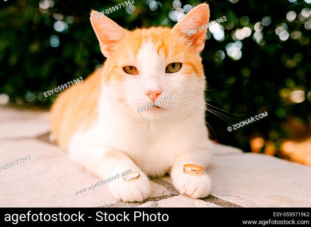 Two wedding rings on the paws of a white-red cat on the background of nature. High quality photo