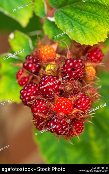 Closeup of Japanese wineberry fruits or Rubus phoenicolasius