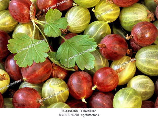DEU, 2010: Gooseberry (Ribes uva-crispa), red and green berries, studio picture