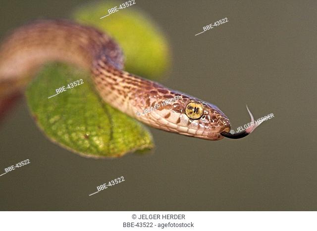photo of a marbled tree snake in a tree with green leafs