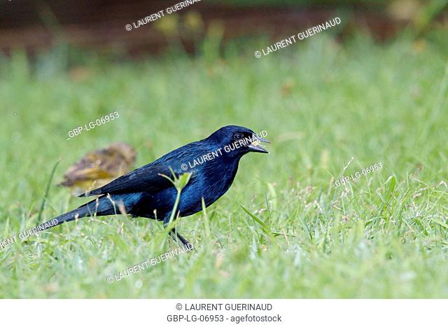 Bird, blackbird, Chupim, maria-black, Ilha do Mel, Encantadas, Paraná, Brazil