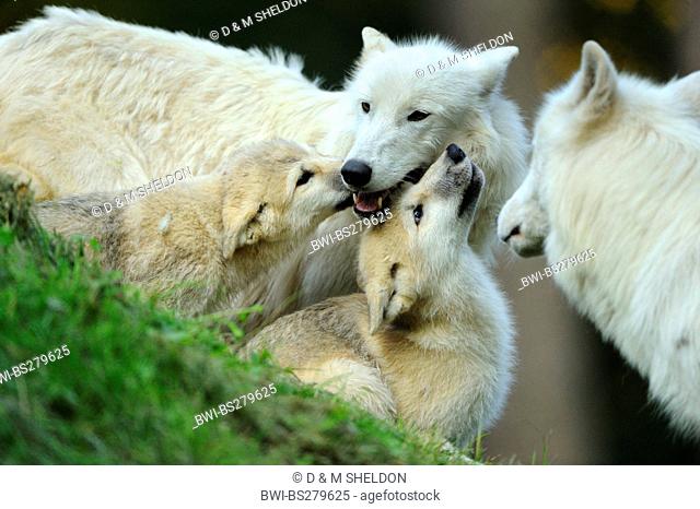 arctic wolf, tundra wolf Canis lupus albus, Canis lupus arctos, family