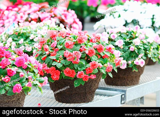 Mixed colors impatiens in potted, scientific name Impatiens walleriana flowers also called Balsam, flower bed of blossoms in white