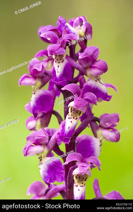 Early Purple Orchid (Orchis mascula) in flower during spring at Velvet Bottom in the Mendip Hills, Somerset, England