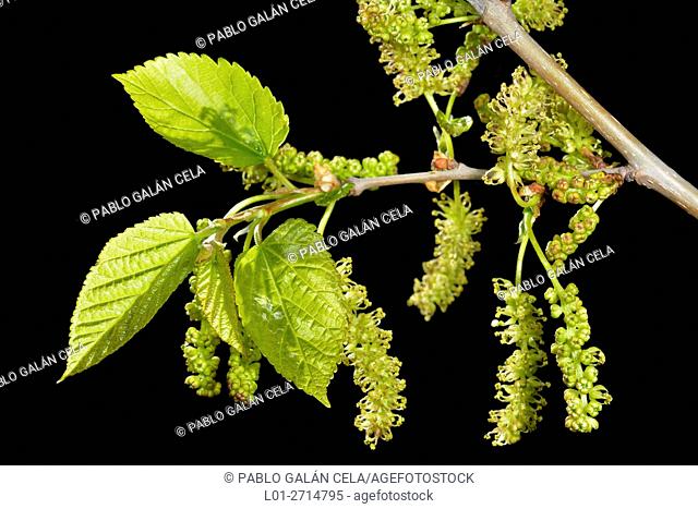 Mulberry tree in bloom