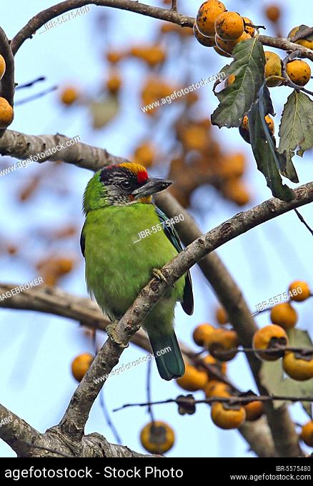 Golden-throated Barbet (Megalaima franklinii ramsayi) adult, perched in fruiting tree, Doi Ang Khang, Chiang Mai Province, Thailand, Asia