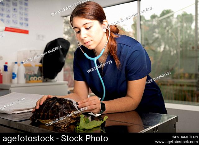 Young veterinarian examining turtle in clinic