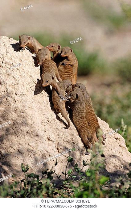 Banded Mongoose Mungos mungo family on termite mound, Etosha, Namibia