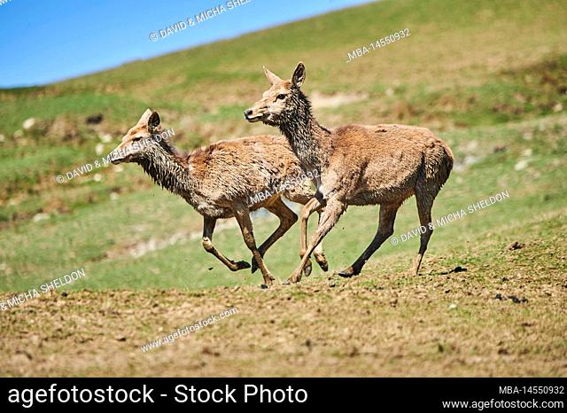 Red deer (Cervus elaphus), female, Alps, Aurach Game Park, Kitzbühel, Austria, Europe