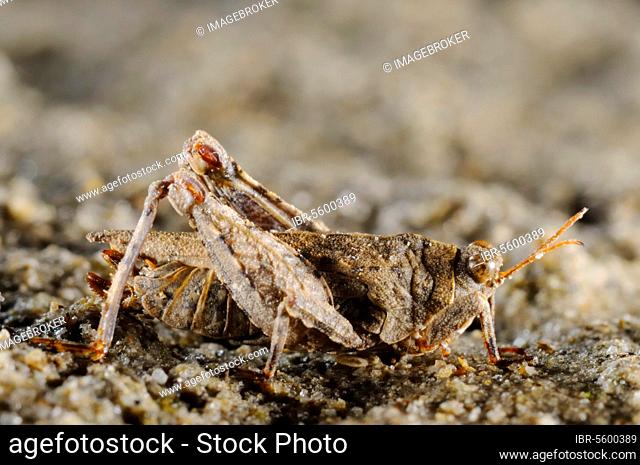Turk's Groundhopper (Tetrix tuerki) adult, Italy, Europe