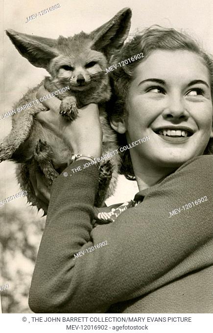 Dinah Sheridan, 16-year-old film actor, with a Fennex fox, November 1936