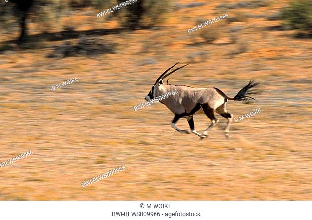 gemsbock, beisa Oryx gazella, running, South Africa