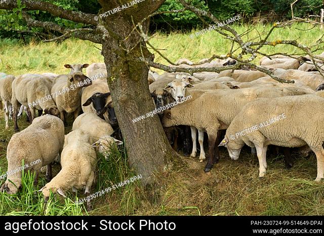 24 July 2023, Rhineland-Palatinate, Hundsdorf: Sheep farmer and wolf officer Neumann's flock is located on an area just 15 kilometers from the nearest wolf pack