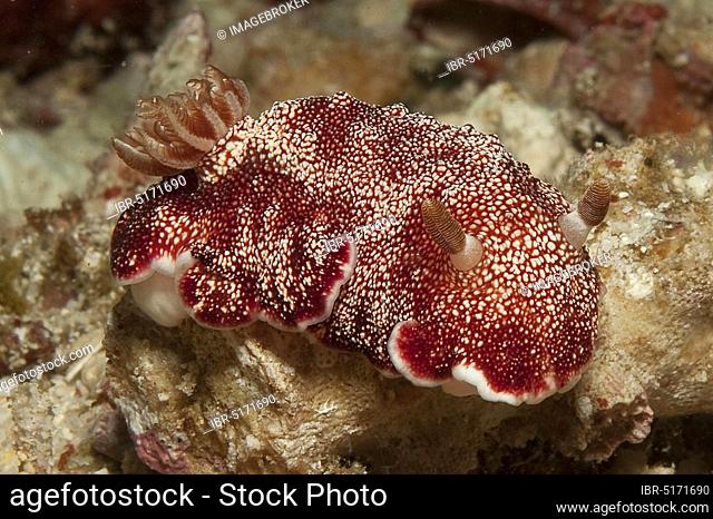 Goniobranchus reticulatus (Chromodoris reticulata), Moluccas, Pacific Ocean, Indonesia, Asia