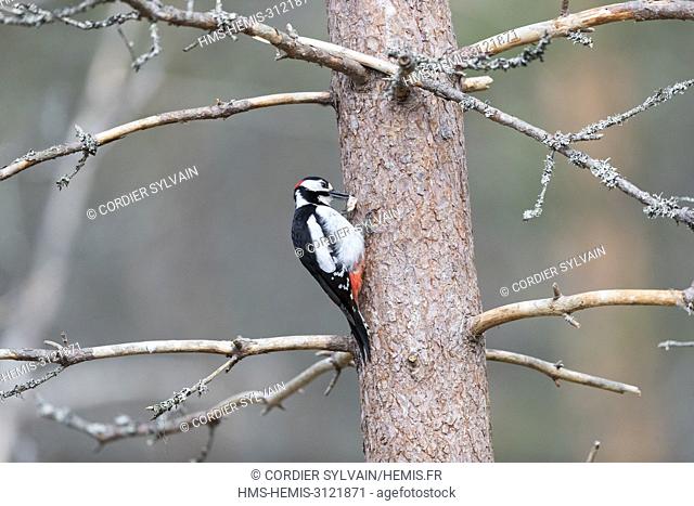 Finland, Kuhmo area, Kajaani, Great Spotted Woodpecker (Dendrocopos major), adult male