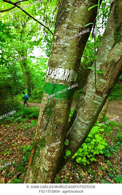 Short Distance Path  Pagoeta Natural Park  Aia Valley  Gipuzkoa  Basque Country  Spain