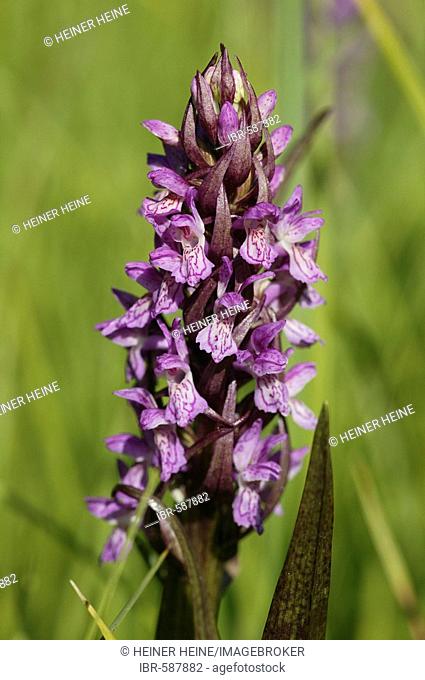 Common Spotted Orchid (Orchis fuchsii)