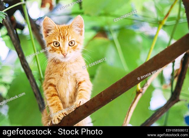 Cute Tabby Red Ginger Cat Sitting In Garden. Grass Outdoor In Sunny Summer Evening