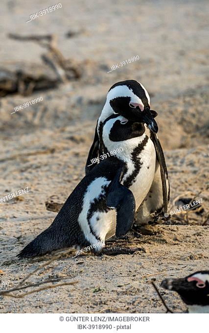 African Penguins (Spheniscus demersus), couple caressing each other, Boulders Beach, Simon's Town, Western Cape, South Africa