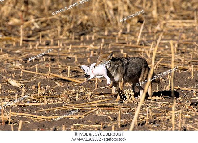 Coyote (Canis latrans) with Snow Goose Prey, New Mexico farm field