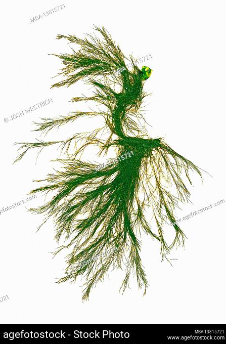 Cladophora rupestris (Linnaeus) Kützing, green alga (Chlorophyta, Ulvophyceae)