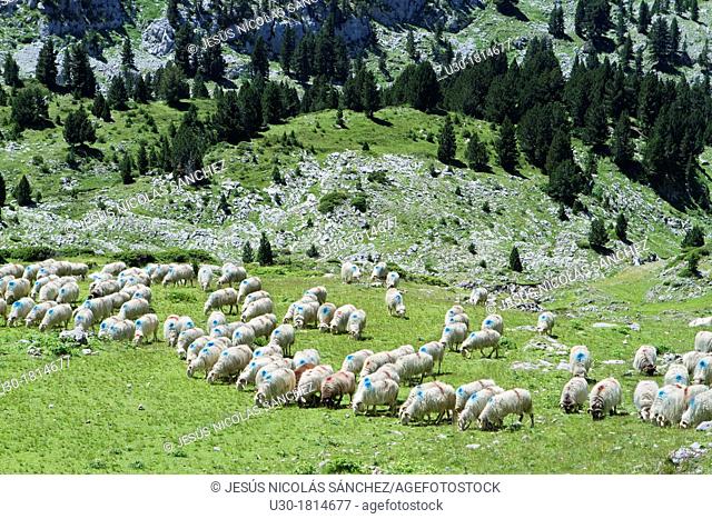 Flock of sheeps in Roncal valley  Larra-Belagua massif  Pirineos  Navarra  Spain